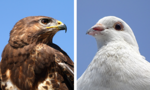 Visão do Mercado - 22/09/23